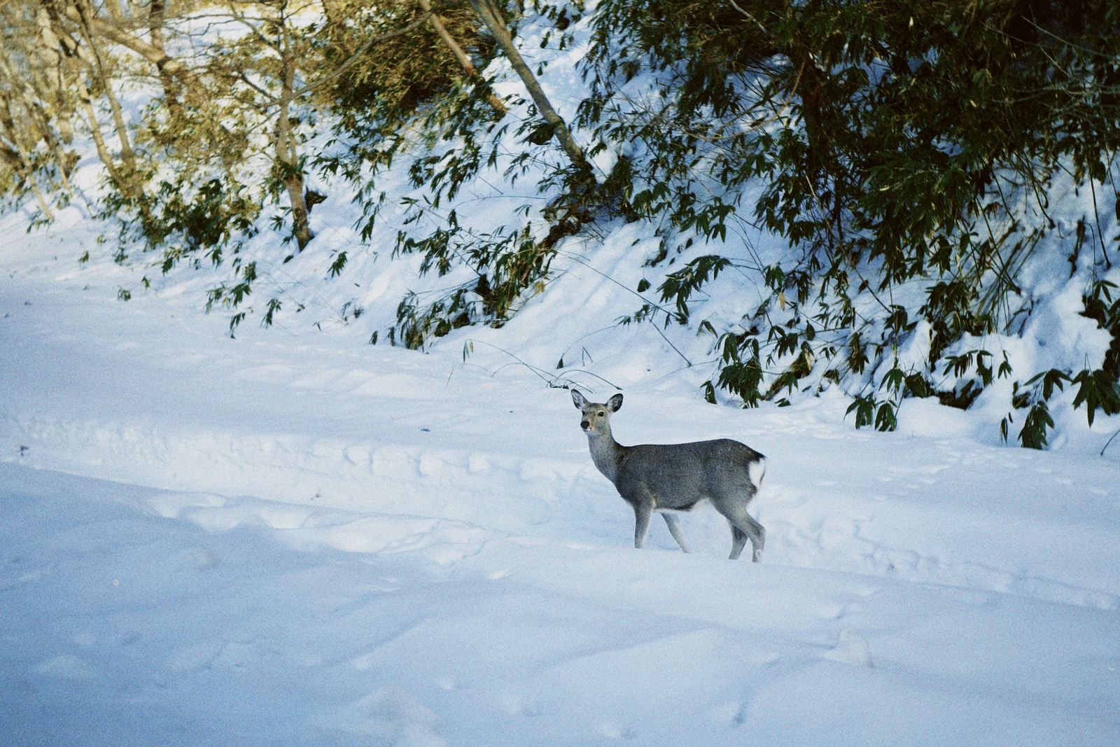 2023 · Winter at Hokkaido